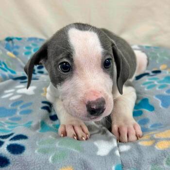 Gelato -  Mixed Breed Dog for Adoption in Yaphank, New York - Gelato | PetCurious