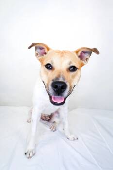 Lennon -  Pit Bull Terrier Dog for Adoption in Bixby, Oklahoma - Lennon | PetCurious