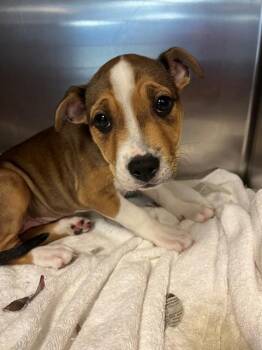 Mixed Breed Dogs Available for Adoption - CUPID | PetCurious