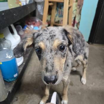 Registration -  Mixed Breed Dog for Adoption in Graham, Texas - Registration | PetCurious