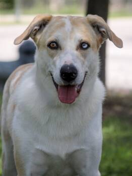 Rescue Labrador Retriever and Mixed Breed Dogs for Adoption in San Antonio, Texas - Maybelline | PetCurious