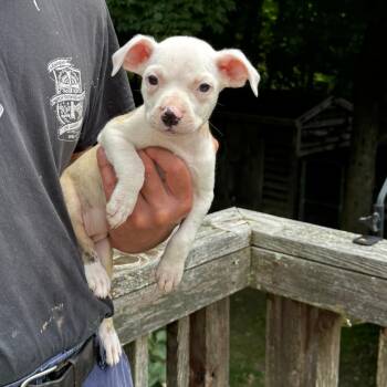 NY Martha May avail July 3 (Rev 250 Patterson NY) -  Chihuahua and Mixed Breed Dog for Adoption in Eastford, Connecticut - NY Martha May Avail July 3 (Rev 250 Patterson NY) | PetCurious