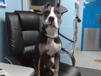 STONE -  Pit Bull Terrier and Mixed Breed Dog for Adoption in Albuquerque, New Mexico - STONE | PetCurious