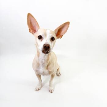 Rescue Chihuahua Dogs for Adoption in Scottsdale, Arizona - Peter | PetCurious