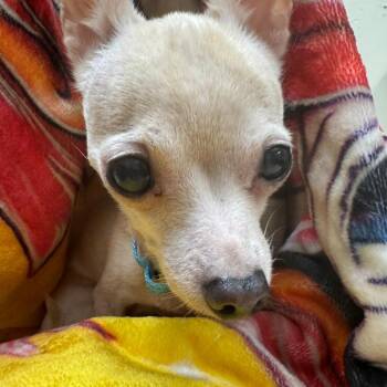 Chi Chi -  Chihuahua Dog for Adoption in Pekin, Illinois - Chi Chi | PetCurious