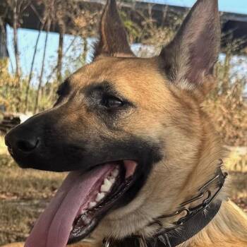 Ember (20260915-13) -  Belgian Shepherd Malinois Dog for Adoption in Niagara Falls, Ontario - Ember (20260915-13) | PetCurious