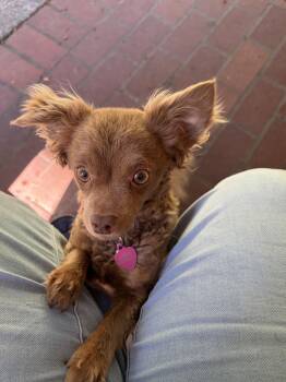 Leni -  Chihuahua Dog for Adoption in Bothell, Washington - Leni | PetCurious