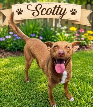 Scotty -  German Shepherd Dog and Mixed Breed Dog for Adoption in Darien, Georgia - Scotty | PetCurious
