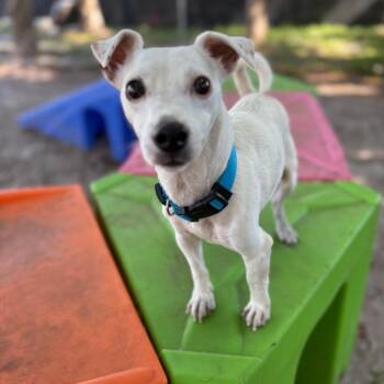 Terrier and Mixed Breed Dogs Available for Adoption in Port Richey, Florida - Wilson | PetCurious