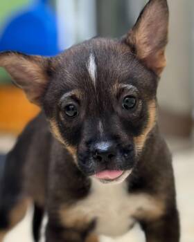 Australian Cattle Dog Blue Heeler Dogs Available for Adoption - Misty | PetCurious