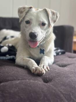 Florrie -  Spaniel and Mixed Breed Dog for Adoption in Minneapolis, Minnesota - Florrie | PetCurious