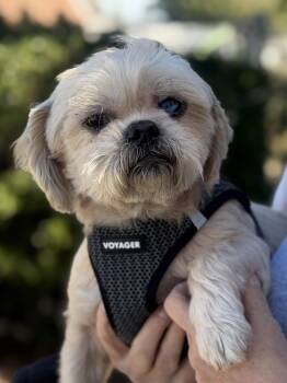 Copper -  Shih Tzu Dog for Adoption in Stamford, Connecticut - Copper | PetCurious