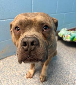 Doe -  Pit Bull Terrier and American Bully Dog for Adoption in Stillwater, Oklahoma - Doe | PetCurious