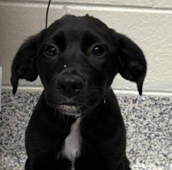 Labrador Retriever Dogs Available for Adoption in Golden, Colorado - Carly | PetCurious