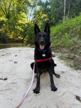 Rescue Mixed Breed Dogs for Adoption in Atlanta, Georgia - Millie | PetCurious