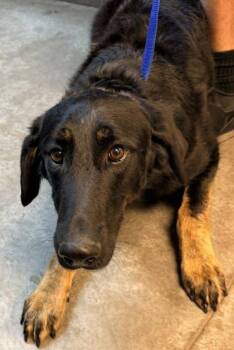 Bones -  Shepherd and Mixed Breed Dog for Adoption in Bowling Green, Kentucky - Bones | PetCurious