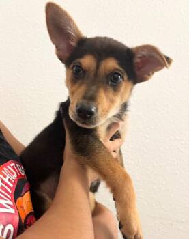 Felix -  German Shepherd Dog and Cattle Dog Dog for Adoption in Los Angeles, California - Felix | PetCurious