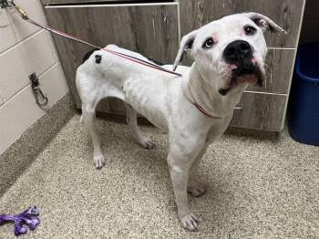 LILY -  American Bulldog and Mixed Breed Dog for Adoption in Colorado Springs, Colorado - LILY | PetCurious