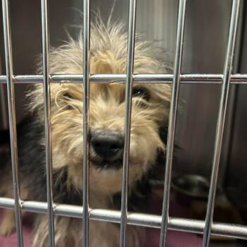 Mixed Breed Dogs Available for Adoption - Hedgehog | PetCurious