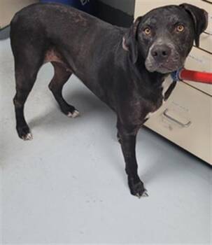 ZENNA -  Pit Bull Terrier and Rottweiler Dog for Adoption in St. Cloud, Florida - ZENNA | PetCurious