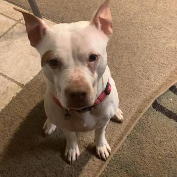 Skai -  Mixed Breed Dog for Adoption in Hampton Bays, New York - Skai | PetCurious