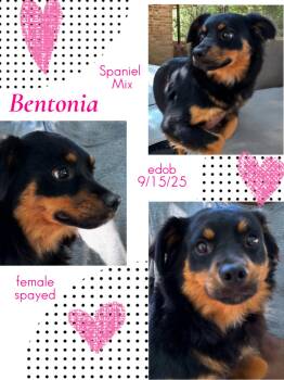 Spaniel Dogs Available for Adoption in Missouri City, Texas - Bentonia WA14387-T LOCAL Adoption Event In Bellevue 5-24 | PetCurious