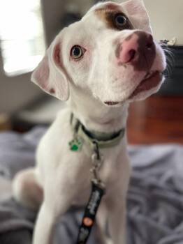 Pit Bull Terrier and English Pointer Dogs Available for Adoption in Friendswood, Texas - Kesha Confetti Kisses | PetCurious