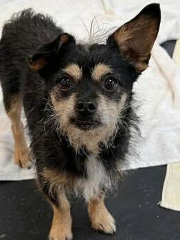 Wirehaired Terrier Dogs Available for Adoption in St. Augustine, Florida - Scooter | PetCurious