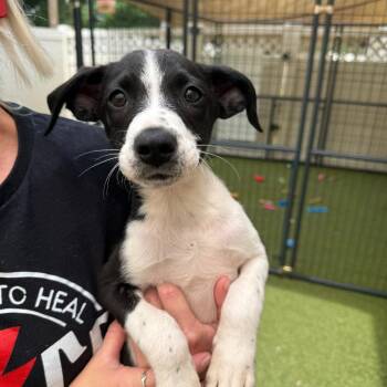 Connor -  Mixed Breed Dog for Adoption in Titusville, Florida - Connor | PetCurious
