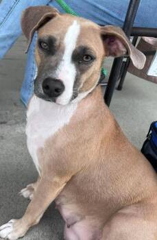 Turbo -  Black Mouth Cur and Hound Dog for Adoption in Willingboro, New Jersey - Turbo | PetCurious