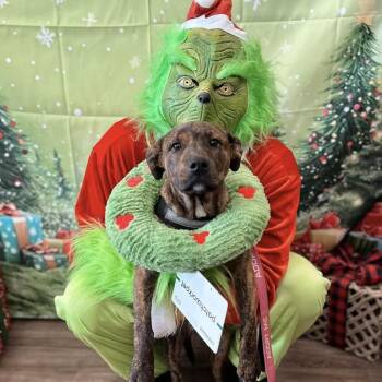 Rescue Terrier Dogs for Adoption in Fairhope, Alabama - Sweet Pea | PetCurious