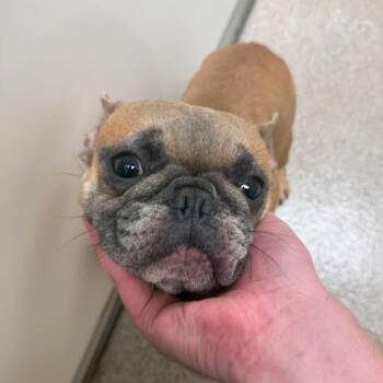 Maybelline -  English Bulldog Dog for Adoption in Allen, Texas - Maybelline | PetCurious