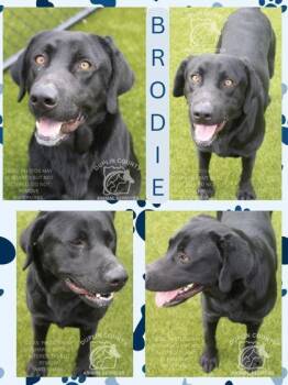 Labrador Retriever and Mixed Breed Dogs Available for Adoption in Kenansville, North Carolina - BRODIE | PetCurious
