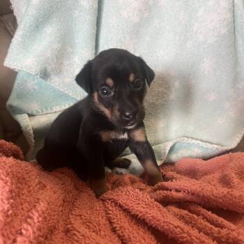 Catahoula Leopard Dog and Mixed Breed Dogs Available for Adoption in Jupiter, Florida - Penny | PetCurious
