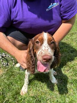 Freckles -  English Setter Dog for Adoption in Marion, Ohio - Freckles | PetCurious