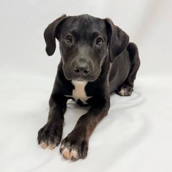 726 (2026) Milady -  Labrador Retriever and Pit Bull Terrier Dog for Adoption in Parker, Colorado - 726 (2026) Milady | PetCurious