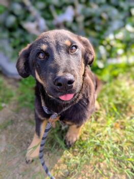 Rescue Shepherd Dogs for Adoption in Kingsburg, California - 7 | PetCurious