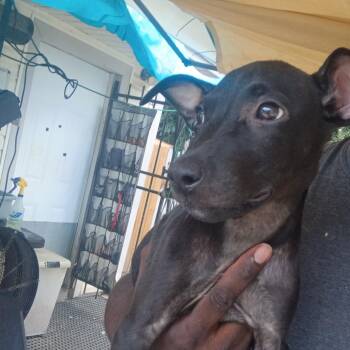 Arya -  Labrador Retriever Dog for Adoption in Houston, Texas - Arya | PetCurious