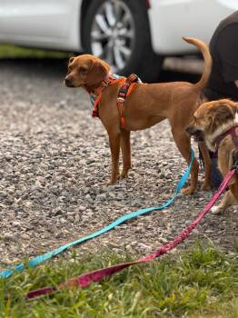 Petalo -  Rat Terrier Dog for Adoption in Calgary, Alberta - Petalo | PetCurious