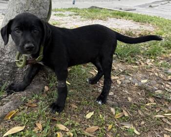 Spitz and Shepherd Dogs Available for Adoption in Sanford, Florida - Suvi | PetCurious