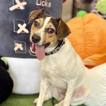 Max -  Beagle and Jack Russell Terrier Dog for Adoption in Helena, Alabama - Max | PetCurious