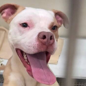 Lincoln -  Pit Bull Terrier Dog for Adoption in Ballston Spa, New York - Lincoln | PetCurious