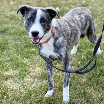 Rescue Border Collie and Whippet Dogs for Adoption in Orland Park, Illinois - Kev | PetCurious