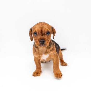 Yorkshire Terrier and Mixed Breed Dogs Available for Adoption - Wonton Soup | PetCurious