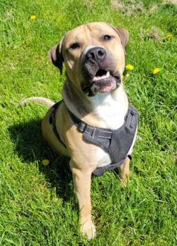 Mastiff and Pit Bull Terrier Dogs Available for Adoption in Lisbon, Ohio - Mason | PetCurious
