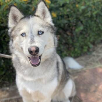 Cassie -  Husky and Mixed Breed Dog for Adoption in Riverside, California - Cassie | PetCurious