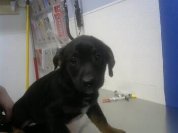 Chihuahua and Mixed Breed Dogs Available for Adoption - ERNEST | PetCurious