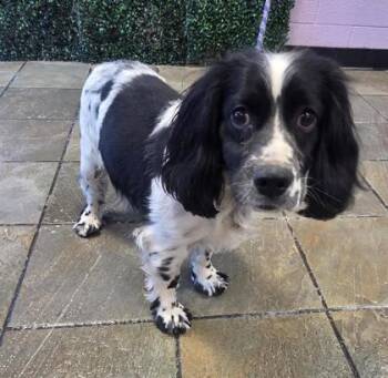 Cocker Spaniel and Mixed Breed Dogs Available for Adoption - 60638056 | PetCurious