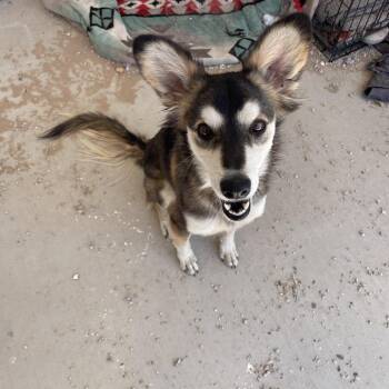 Bones -  Husky and Mixed Breed Dog for Adoption in Yuma, Arizona - Bones | PetCurious