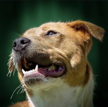 Rescue American Staffordshire Terrier Dogs for Adoption in Houston, Texas - Kirin | PetCurious